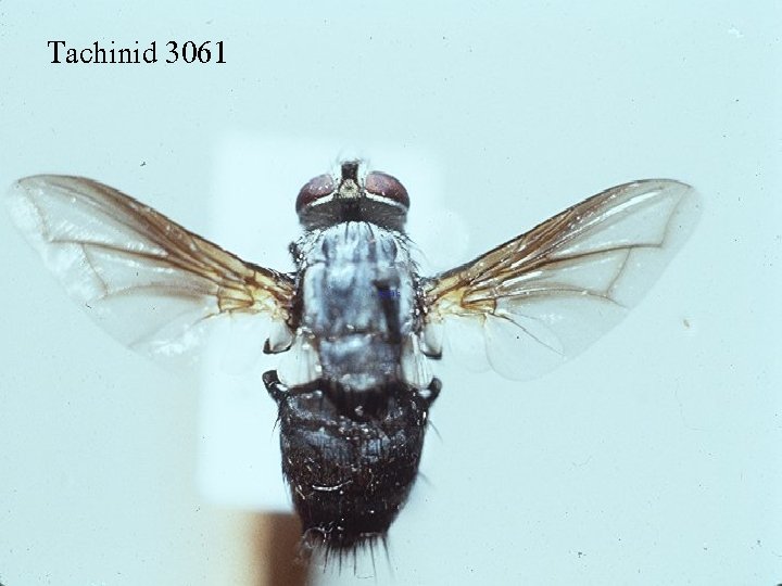 Tachinid 3061 