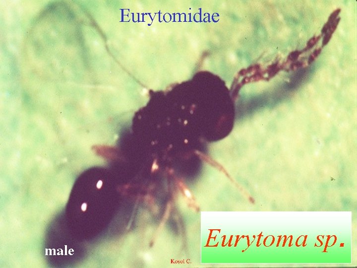 Eurytomidae male Eurytoma sp. 