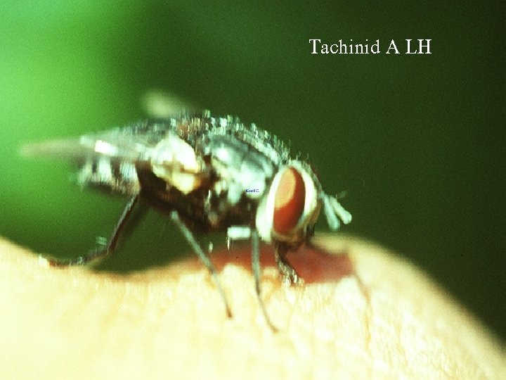 Tachinid A LH 