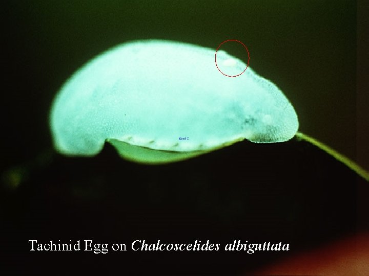 Tachinid Egg on Chalcoscelides albiguttata 