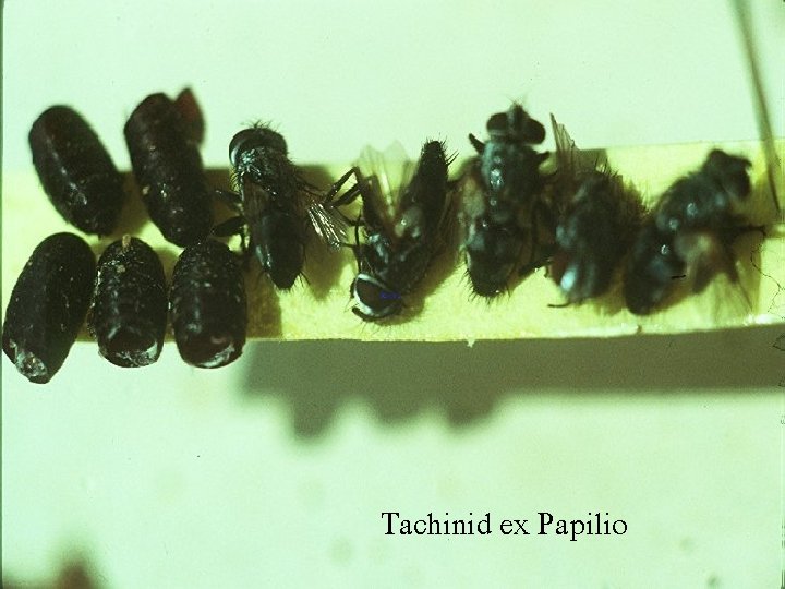 Tachinid ex Papilio 