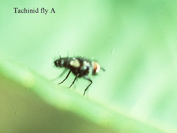 Tachinid fly A 