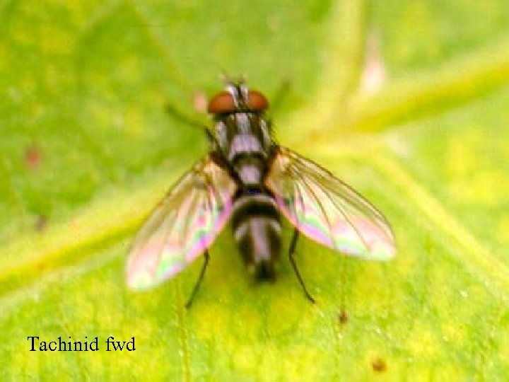 Tachinid fwd 