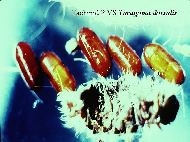 Tachinid P VS Taragama dorsalis 