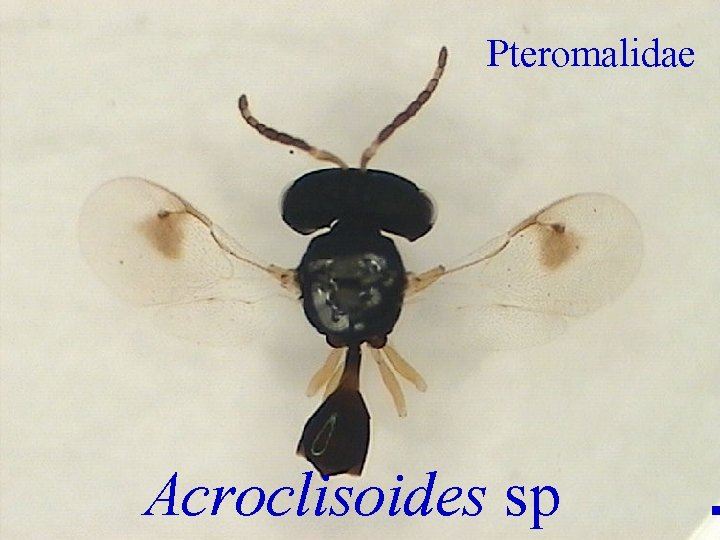 Pteromalidae Acroclisoides sp . 