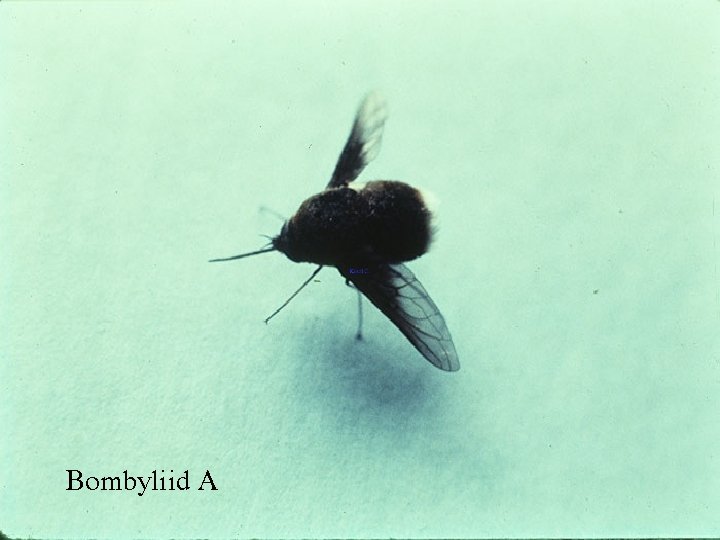 Bombyliid A 