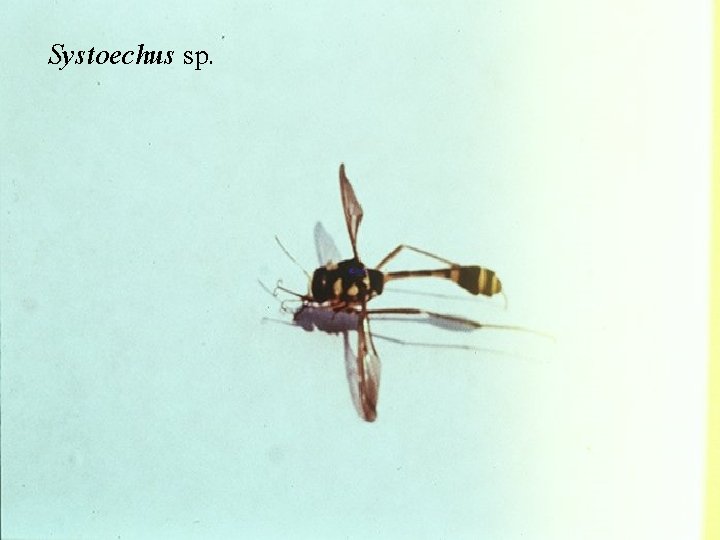 Systoechus sp. 