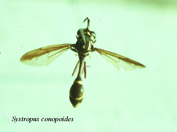 Systropus conopoides 