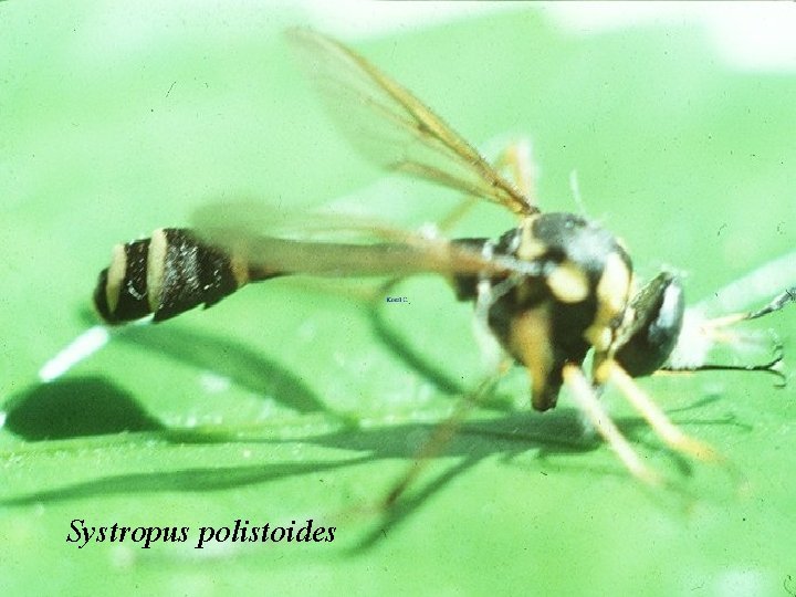 Systropus polistoides 