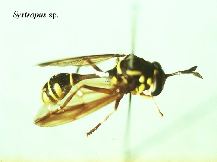 Systropus sp. 