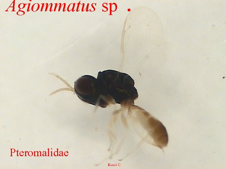 Agiommatus sp. Pteromalidae 