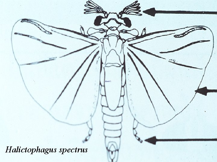 Halictophagus spectrus 