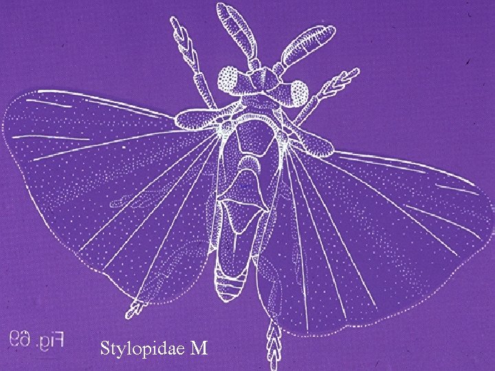 Stylopidae M 