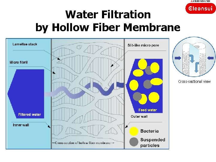 Water Filtration by Hollow Fiber Membrane Cross-sectional view 