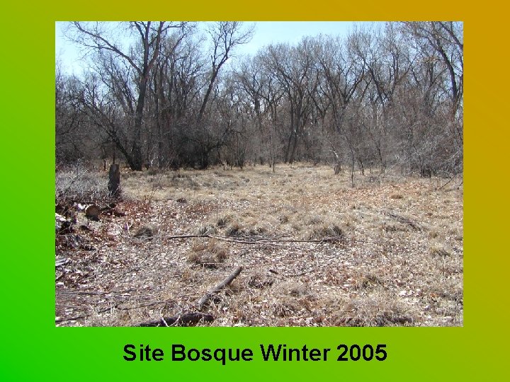 Site Bosque Winter 2005 