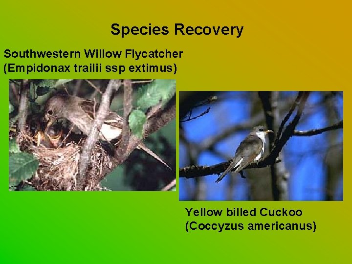 Species Recovery Southwestern Willow Flycatcher (Empidonax trailii ssp extimus) Yellow billed Cuckoo (Coccyzus americanus)