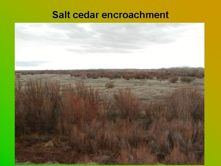 Salt cedar encroachment 