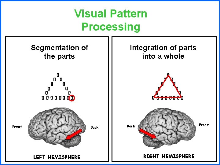 Visual Pattern Processing Segmentation of the parts Front Integration of parts into a whole