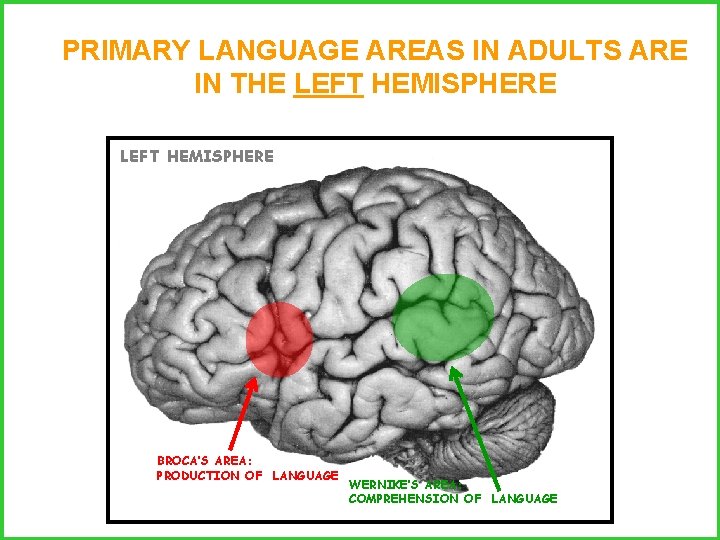 PRIMARY LANGUAGE AREAS IN ADULTS ARE IN THE LEFT HEMISPHERE RIGHT HEMISPHERE BROCA’S AREA: