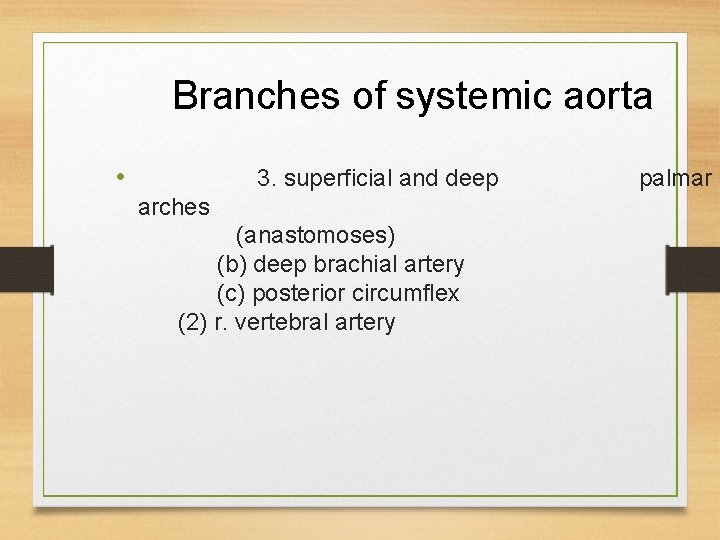 Branches of systemic aorta • 3. superficial and deep arches (anastomoses) (b) deep brachial Branches of systemic aorta • 3. superficial and deep arches (anastomoses) (b) deep brachial