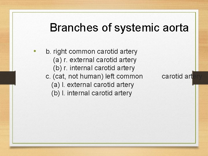 Branches of systemic aorta • b. right common carotid artery (a) r. external carotid