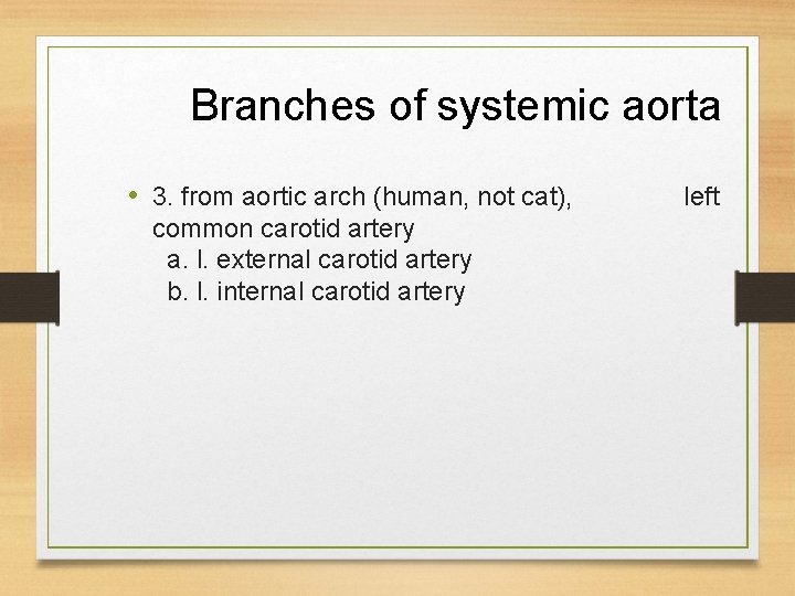 Branches of systemic aorta • 3. from aortic arch (human, not cat), common carotid