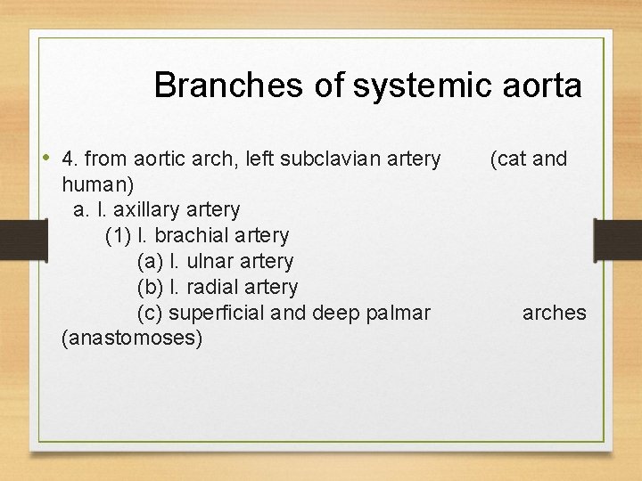 Branches of systemic aorta • 4. from aortic arch, left subclavian artery human) a.