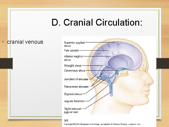 D. Cranial Circulation: • cranial venous sinuses D. Cranial Circulation: • cranial venous sinuses