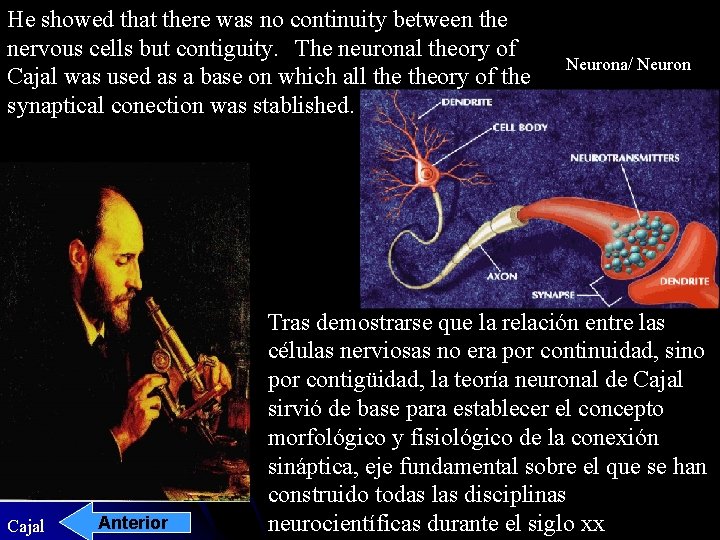 He showed that there was no continuity between the nervous cells but contiguity. The