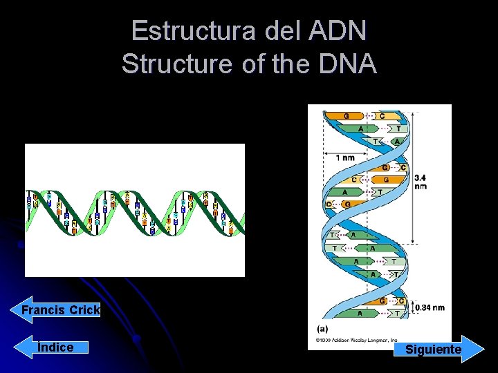 Estructura del ADN Structure of the DNA Francis Crick Índice Siguiente 