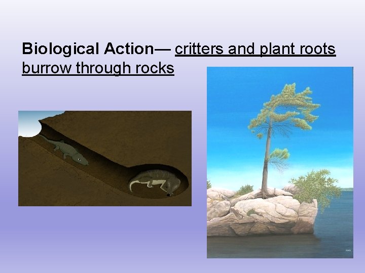 Biological Action— critters and plant roots burrow through rocks 