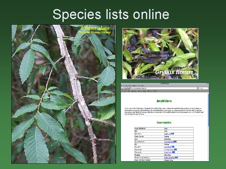 Species lists online • Surveys of biota (1995 -date) Higher plants, vertebrates, and many