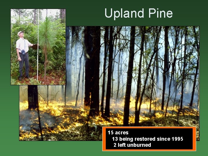 Upland Pine Upland pine ecosystem restored (1995 -date) As illustrated and described elsewhere, NATL's