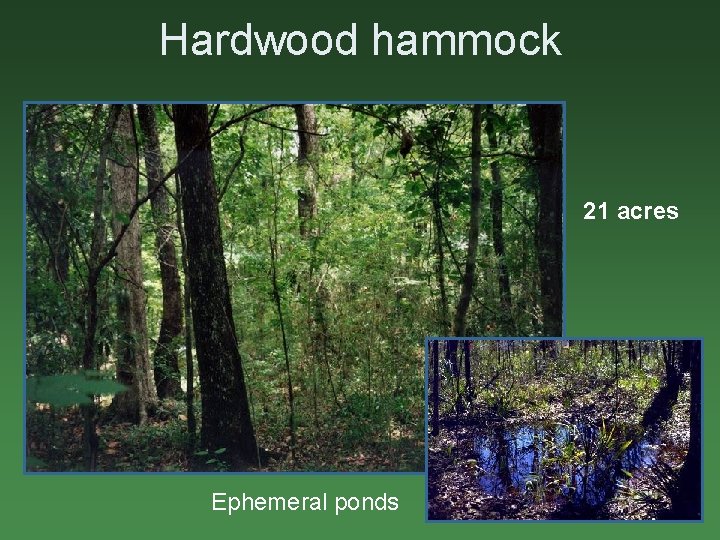 Hardwood hammock 21 acres Ephemeral ponds 
