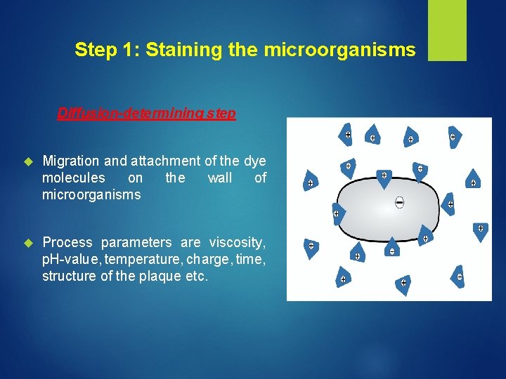 Step 1: Staining the microorganisms Diffusion-determining step Migration and attachment of the dye molecules