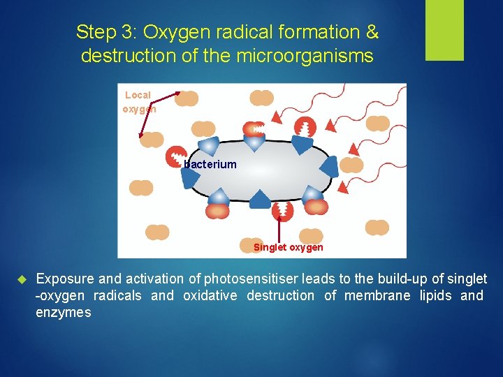 Step 3: Oxygen radical formation & destruction of the microorganisms Local oxygen bacterium Singlet