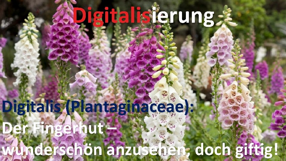 Digitalisierung Digitalis (Plantaginaceae): Der Fingerhut – wunderschön anzusehen, doch giftig! 48 