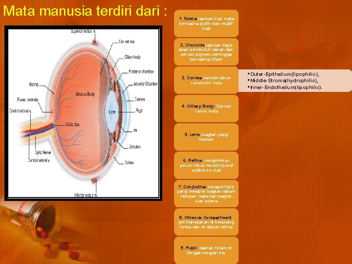 Mata manusia terdiri dari : 1. Sclera, lapisan luar mata berwarna putih dan relatif