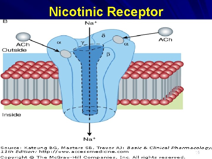 Nicotinic Receptor 15 