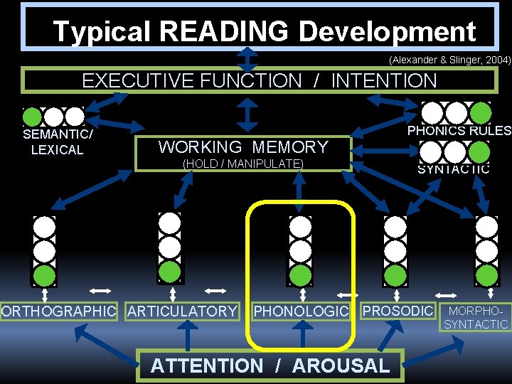  Typical READING Development (Alexander & Slinger, 2004) EXECUTIVE FUNCTION / INTENTION SEMANTIC/ LEXICAL