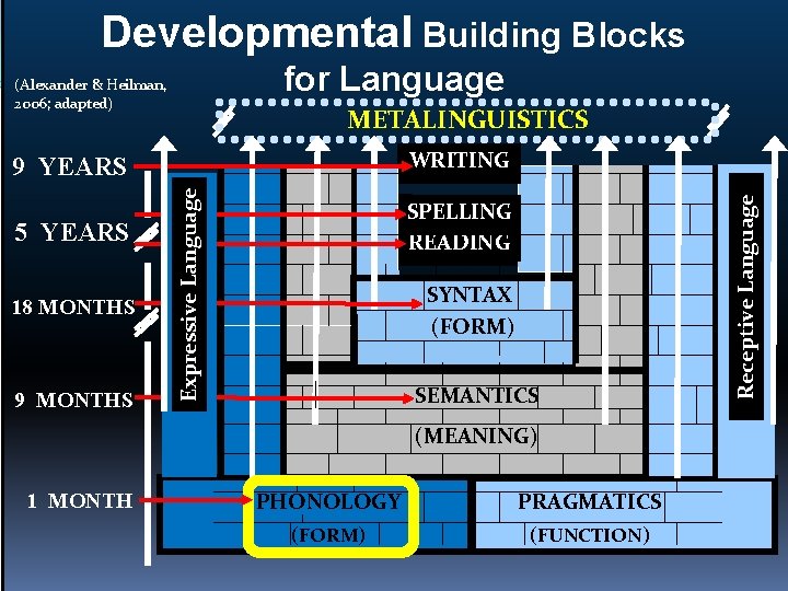 Developmental Building Blocks for Language (Alexander & Heilman, 2006; adapted) METALINGUISTICS 18 MONTHS 9