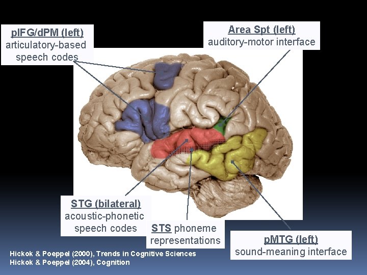 p. IFG/d. PM (left) articulatory-based speech codes Area Spt (left) auditory-motor interface STG (bilateral)