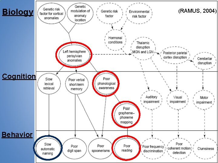 Biology Cognition Behavior (RAMUS, 2004) 