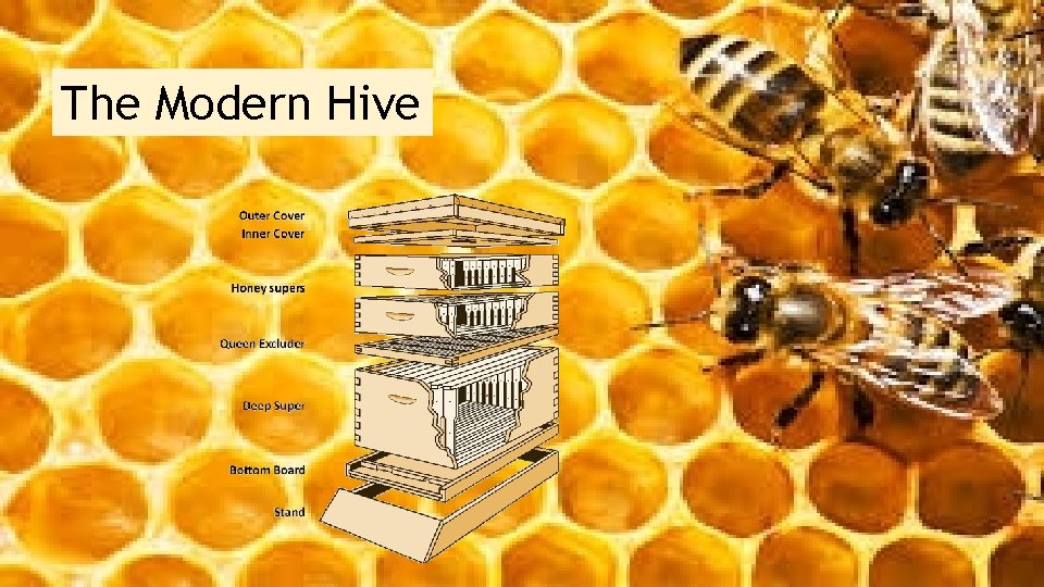 The Modern Hive 