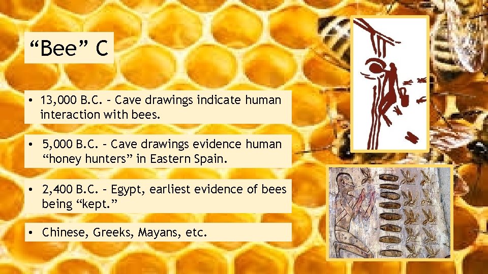 “Bee” C • 13, 000 B. C. – Cave drawings indicate human interaction with
