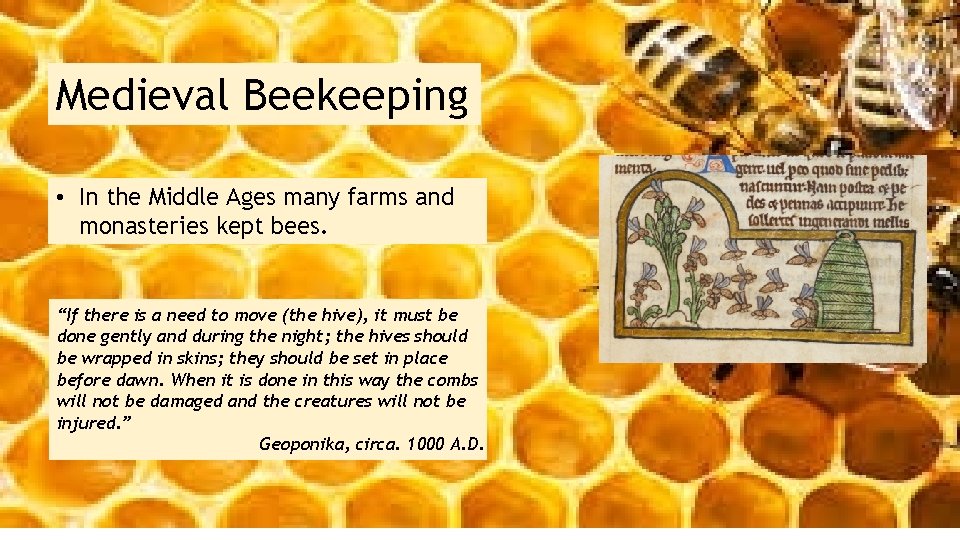 Medieval Beekeeping • In the Middle Ages many farms and monasteries kept bees. “If