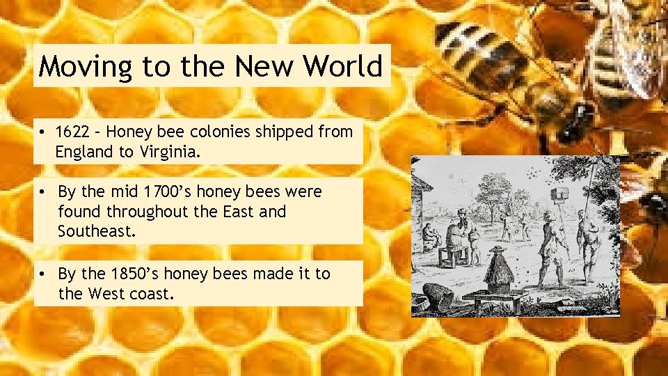 Moving to the New World • 1622 – Honey bee colonies shipped from England