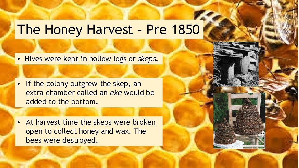 The Honey Harvest – Pre 1850 • Hives were kept in hollow logs or