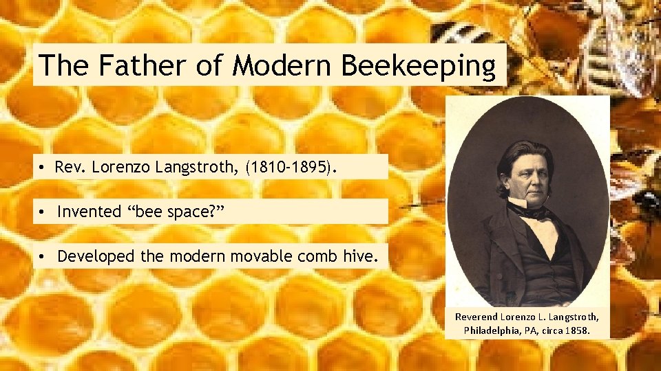 The Father of Modern Beekeeping • Rev. Lorenzo Langstroth, (1810 -1895). • Invented “bee