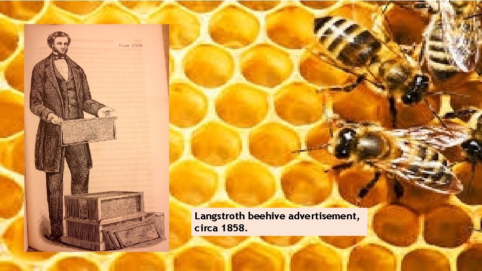 Langstroth beehive advertisement, circa 1858. 